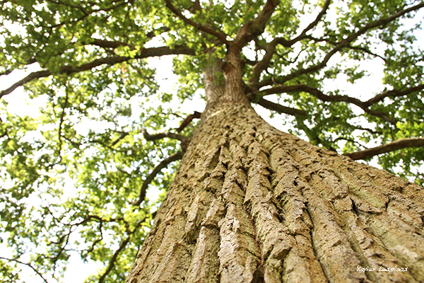 Arbre Chène X Lespinas