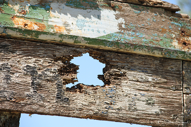 France dans le bois XLespinas